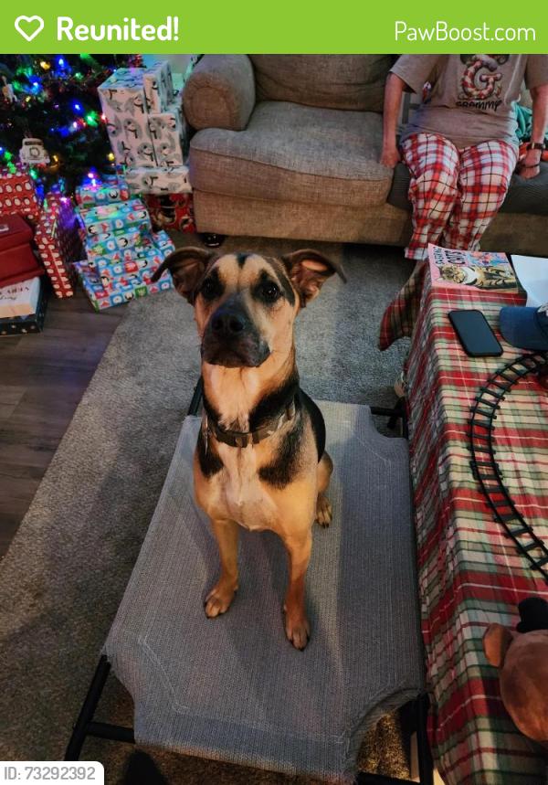 Reunited Male Dog last seen Sod farm near Hendrix farms subdivision, Raeford, NC 28376