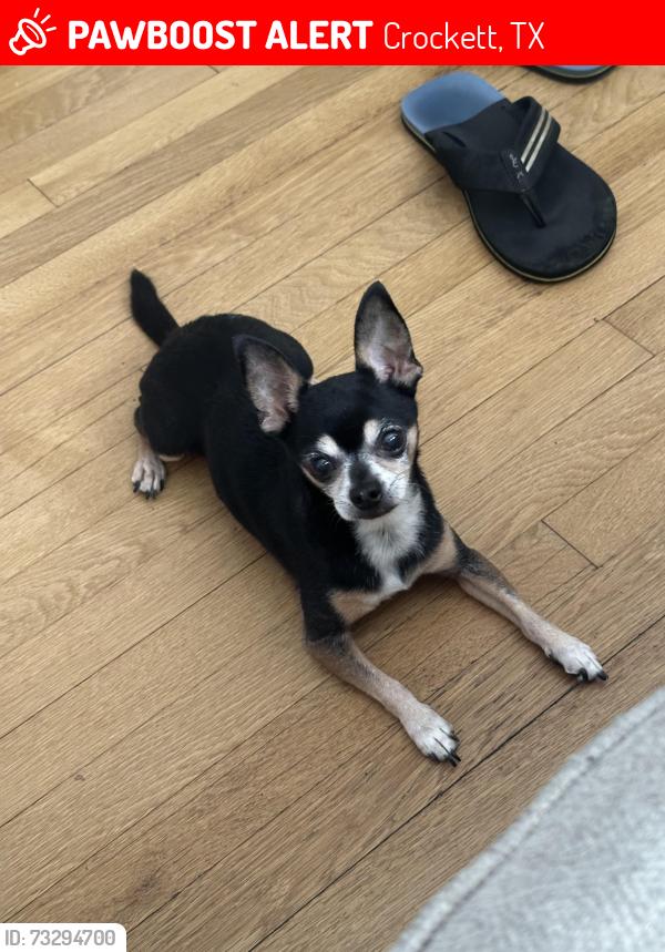 Lost Male Dog last seen Near Crockett st, Crockett, TX 75835