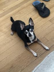 Lost Male Dog last seen Near Crockett st, Crockett, TX 75835