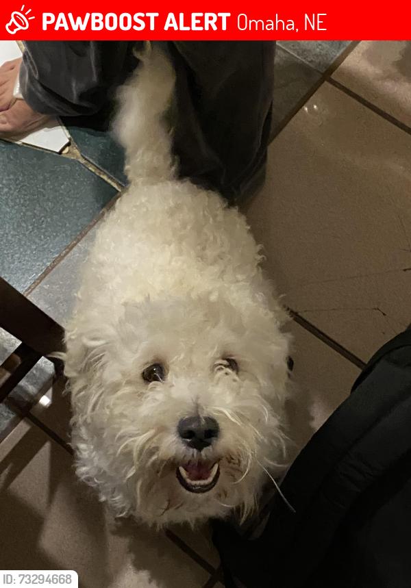 Lost Male Dog last seen Near Martha street, Omaha, NE 68105