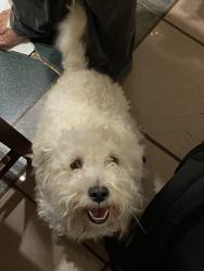 Lost Male Dog last seen Near Martha street, Omaha, NE 68105