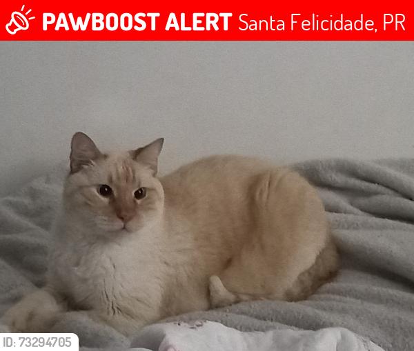 Lost Male Cat last seen rua jose culpi 326, Santa Felicidade, PR 