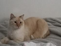 Lost Male Cat last seen rua jose culpi 326, Santa Felicidade, PR 