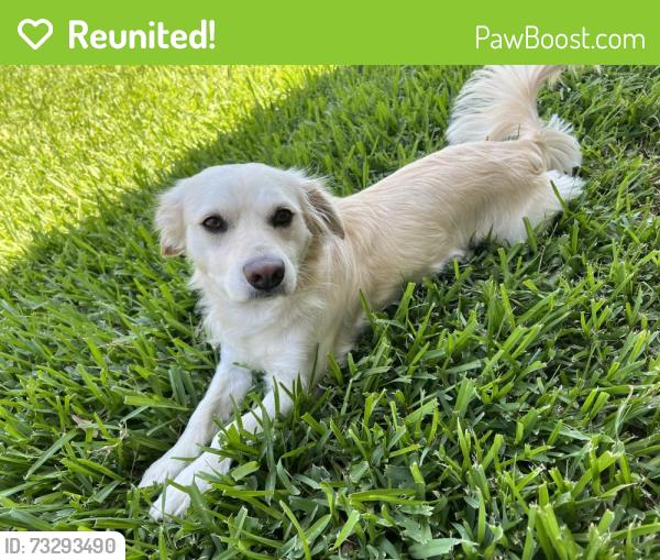 Reunited Male Dog last seen Near Hackberry Dr, Katy Tx, Katy, TX 77494