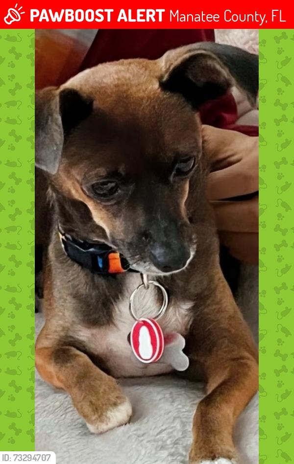 Lost Female Dog last seen Cortez Road, Manatee County, FL 34212