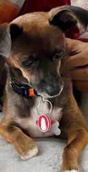 Lost Female Dog last seen Cortez Road, Manatee County, FL 34212