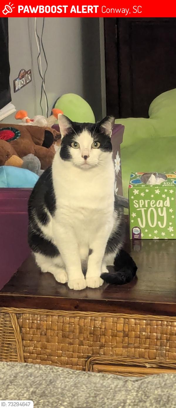 Lost Male Cat last seen Tigger Loop, Conway, SC 29527