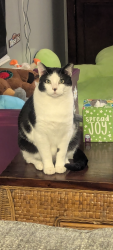 Lost Male Cat last seen Tigger Loop, Conway, SC 29527