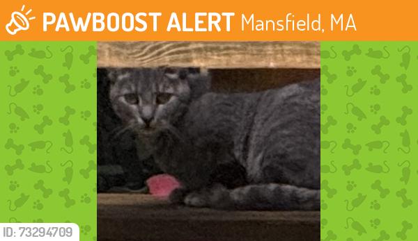 Found/Stray Unknown Cat last seen Between Gilbert St and Bungay Road, Mansfield, MA 02048