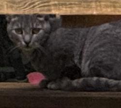 Found/Stray Unknown Cat last seen Between Gilbert St and Bungay Road, Mansfield, MA 02048