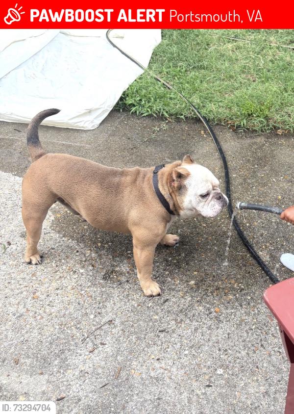 Lost Male Dog last seen Woodrow st and Florida ave, Portsmouth, VA 23707