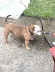 Lost Male Dog last seen Woodrow st and Florida ave, Portsmouth, VA 23707
