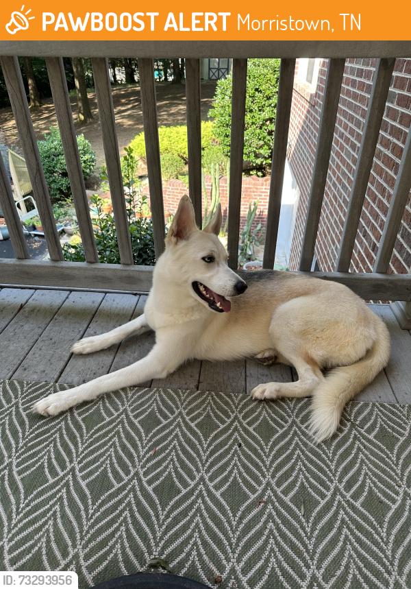 Found/Stray Female Dog last seen Panther Creek Park, Morristown, TN, Morristown, TN 37877