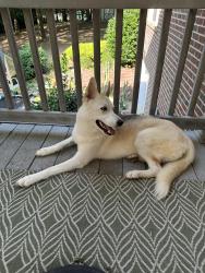 Found/Stray Female Dog last seen Panther Creek Park, Morristown, TN, Morristown, TN 37877