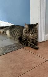 Reunited Male Cat last seen Near Berlin road Bolton ma, Bolton, MA 01740