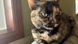 Lost Female Cat last seen Corner of Grey and White Eagle area and Eagle Valley, Woodbury, MN 55129