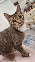 Lost Male Cat last seen Near hartford dr, DeLand, FL 32724