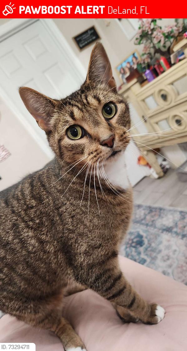 Lost Male Cat last seen Near hartford dr, DeLand, FL 32724