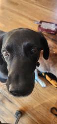 Reunited Male Dog last seen By winnwood elementary, Kansas City, MO 64117