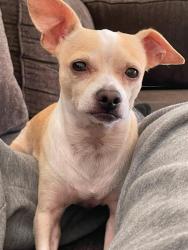 Lost Male Dog last seen John Muir elementary, Belmont, tower district, Fresno, CA 93728