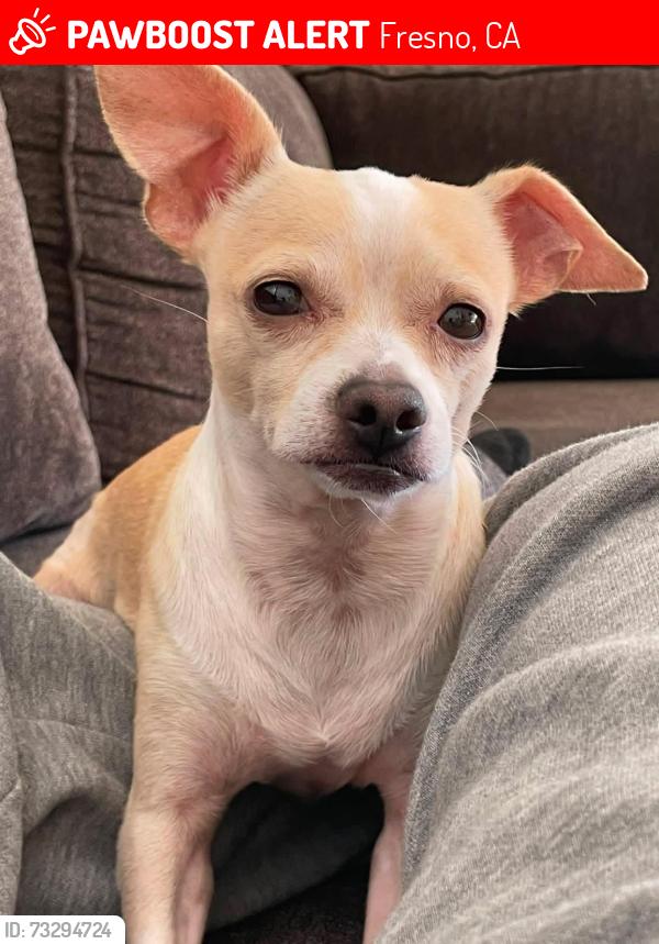 Lost Male Dog last seen John Muir elementary, Belmont, tower district, Fresno, CA 93728