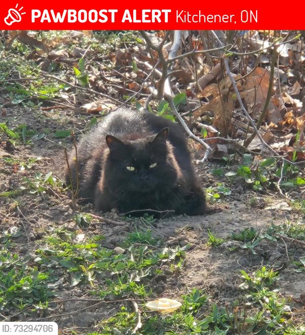 Lost Female Cat last seen Erinbrook and blockline, Kitchener, ON 