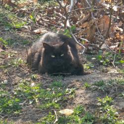 Lost Female Cat last seen Erinbrook and blockline, Kitchener, ON 