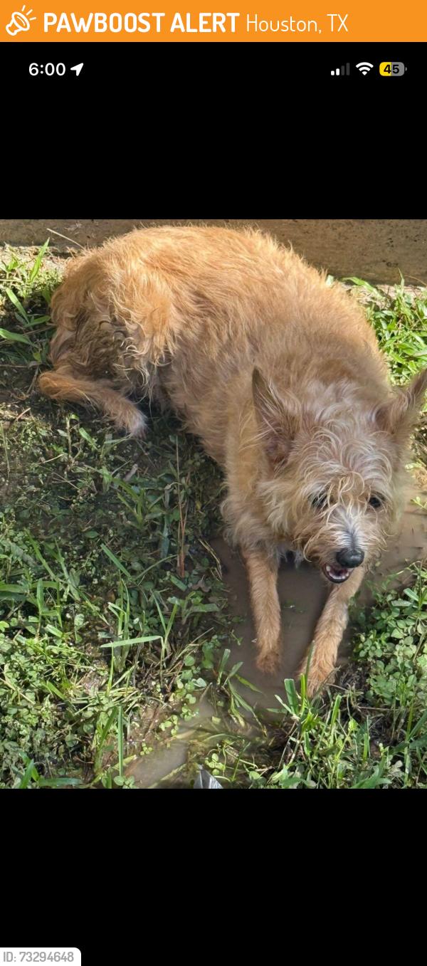 Found/Stray Female Dog last seen Near west rd, Houston, TX 77065