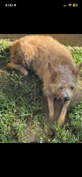 Found/Stray Female Dog last seen Near west rd, Houston, TX 77065