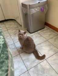 Reunited Female Cat last seen Nautilus Ave in Sea Gate, Brooklyn, NY 11224