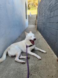 Reunited Male Dog last seen San Diego Ave and California Street, San Diego, CA 92110