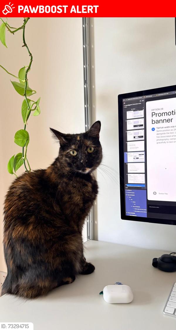 Lost Female Cat last seen Corner of broomfield street and upper north street, Greater London, England E14 6TX