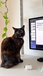 Lost Female Cat last seen Corner of broomfield street and upper north street, Greater London, England E14 6TX