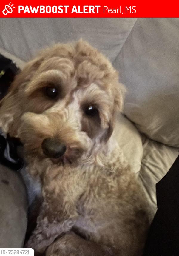 Lost Male Dog last seen Bright park area in Pearl ms, Pearl, MS 39208