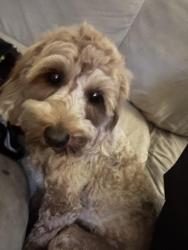 Lost Male Dog last seen Bright park area in Pearl ms, Pearl, MS 39208