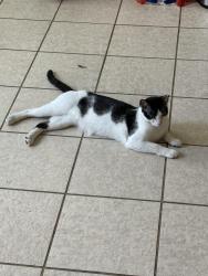 Lost Male Cat last seen Briar grove Ct, Conroe, TX 77301