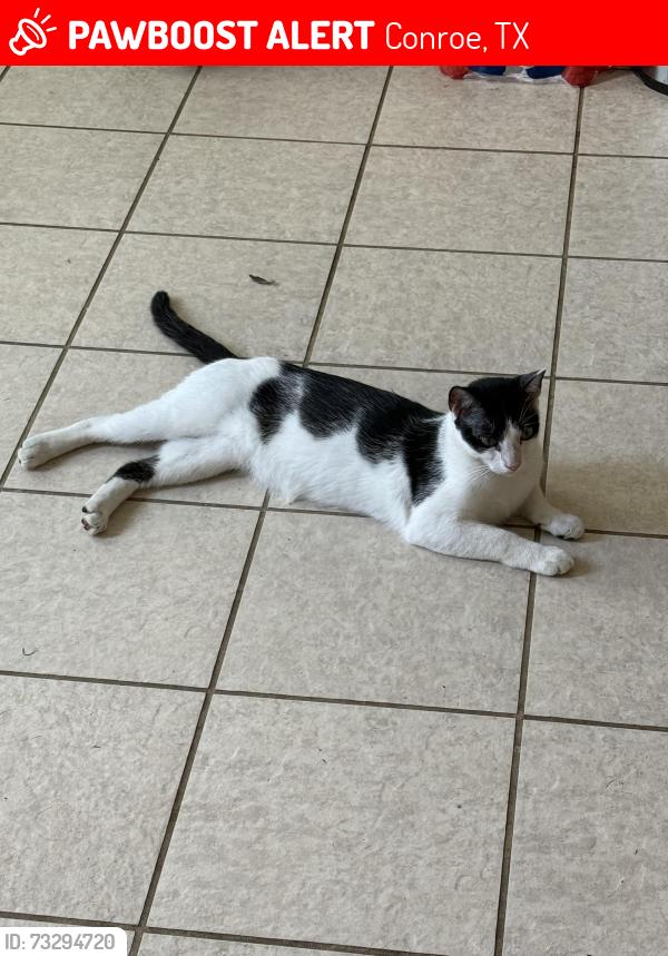 Lost Male Cat last seen Briar grove Ct, Conroe, TX 77301