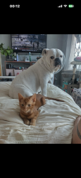 Lost Female Dog last seen Neasden station, Neasden, England 