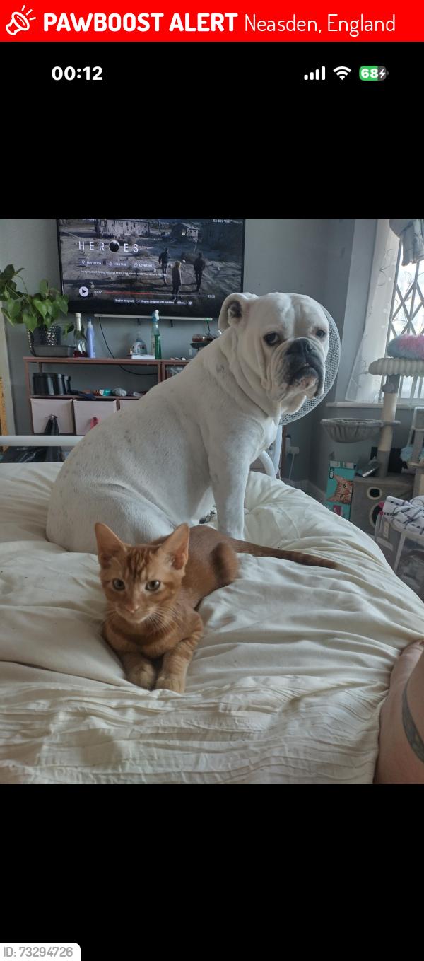 Lost Female Dog last seen Neasden station, Neasden, England 