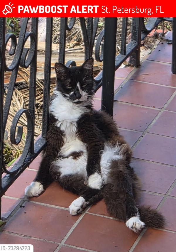Lost Female Cat last seen Henshaw Neighborhood, St. Petersburg, FL 33713