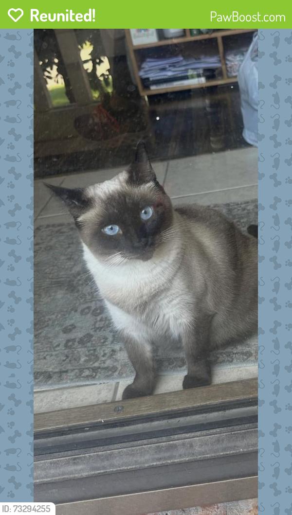 Reunited Female Cat last seen Near Leonard St, Lewisville, TX 75057, USA, Lewisville, TX 75057