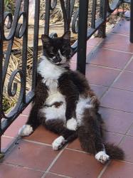 Lost Female Cat last seen Henshaw Neighborhood, St. Petersburg, FL 33713