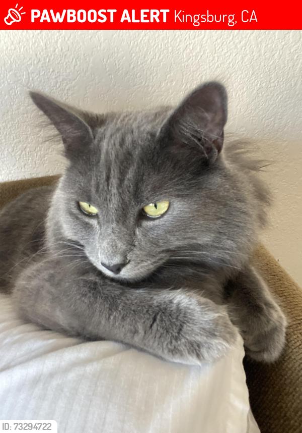 Lost Male Cat last seen Conejo, Kingsburg, CA 93631