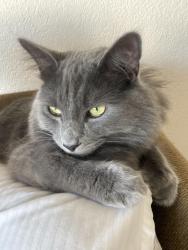 Lost Male Cat last seen Conejo, Kingsburg, CA 93631