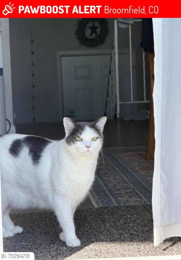 Lost Female Cat last seen Anywhere near oakhurst, Broomfield, CO 80021