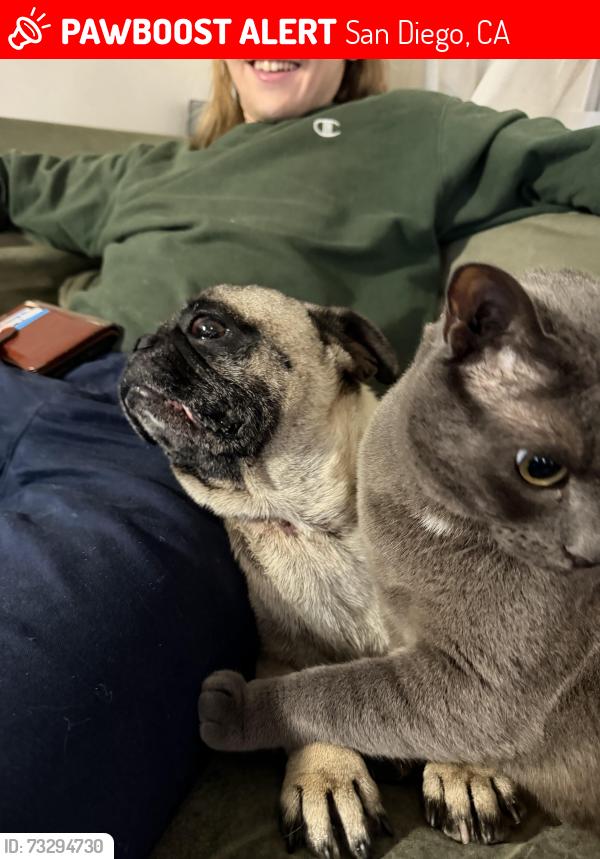 Lost Male Dog last seen darrel charter school, San Diego, CA 92114