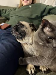 Lost Male Dog last seen darrel charter school, San Diego, CA 92114