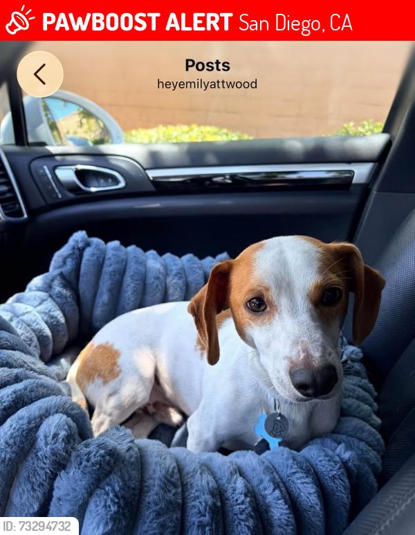 Lost Male Dog last seen Running from garage, San Diego, CA 92108