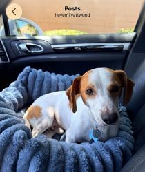 Lost Male Dog last seen Running from garage, San Diego, CA 92108