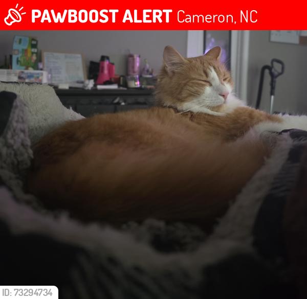 Lost Male Cat last seen Pittfield Run, Cameron, NC 28326